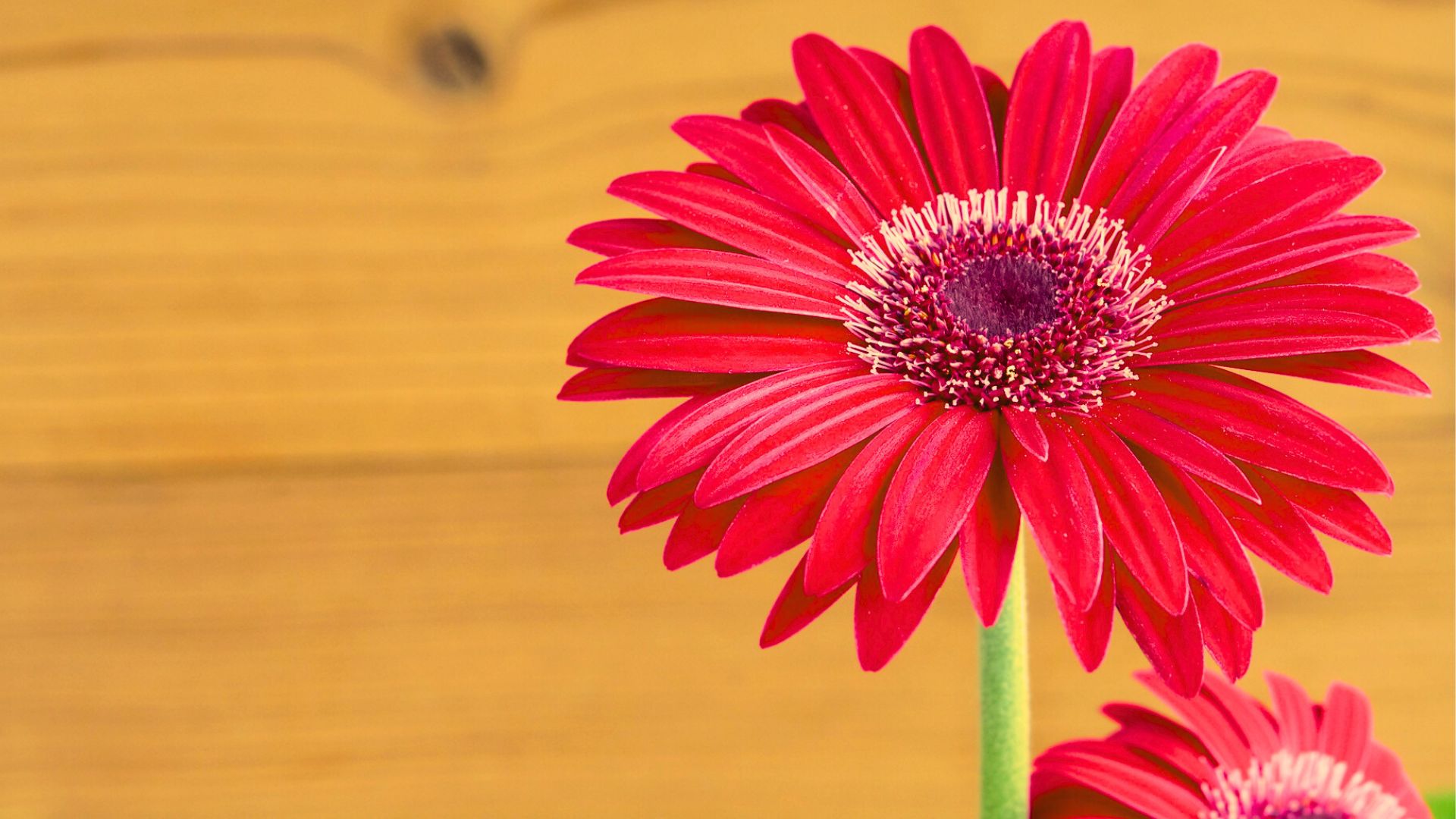 Una gerbera rossa contro la violenza sulle donne